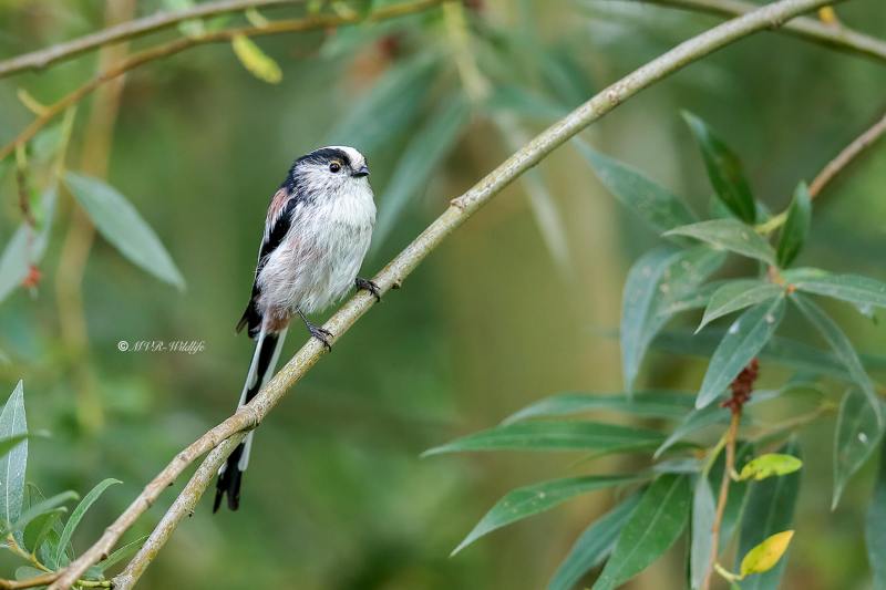 A34I3149-Staartmees-Long-tailed-Tit-Schwanzmeise-Mesange-a-Longue-Queue-Mito_1