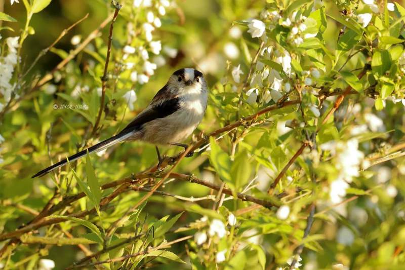 B65A3737-Staartmees-Long-tailed-Tit-Schwanzmeise-Mesange-a-Longue-Queue-Mito_1