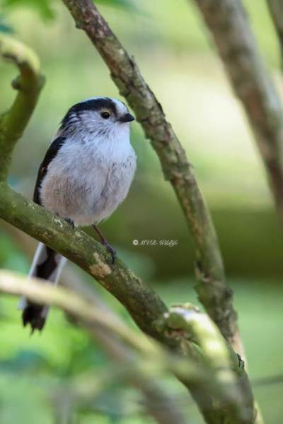B65A9462-Staartmees-Long-tailed-Tit-Schwanzmeise-Mesange-a-Longue-Queue-Mito_1