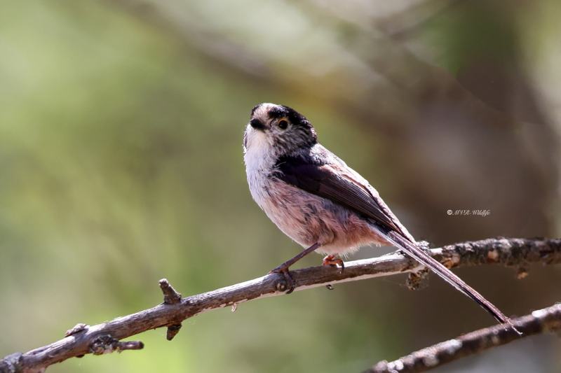 BR8A3435-Staartmees-Long-tailed-Tit-Schwanzmeise-Mesange-a-Longue-Queue-Mito_1