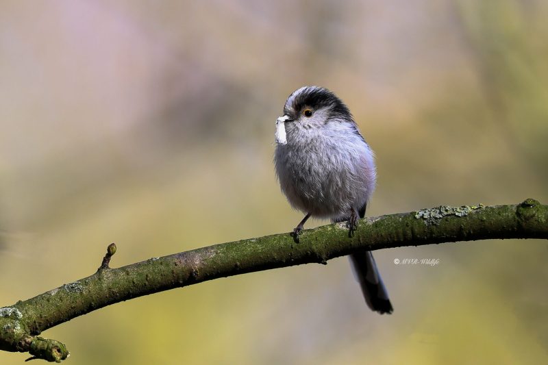 BR8A3819-Staartmees-Long-tailed-Tit-Schwanzmeise-Mesange-a-Longue-Queue-Mito_1