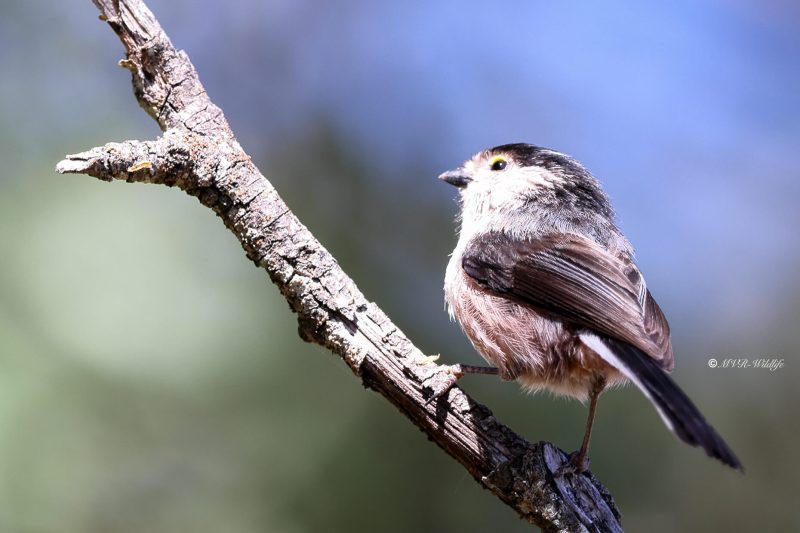 BR8A9605-Staartmees-Long-tailed-Tit-Schwanzmeise-Mesange-a-Longue-Queue-Mito_1