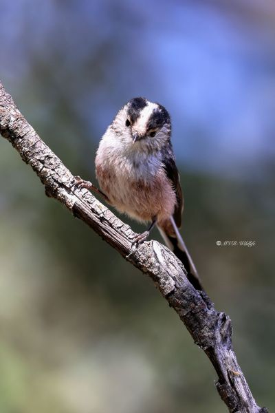 BR8A9606-Staartmees-Long-tailed-Tit-Schwanzmeise-Mesange-a-Longue-Queue-Mito_1