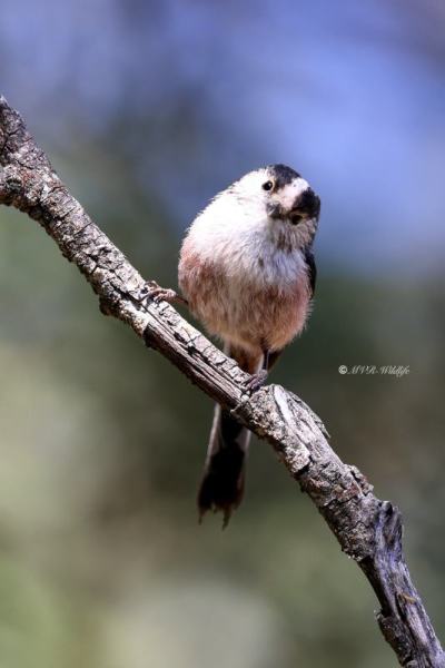 BR8A9608-Staartmees-Long-tailed-Tit-Schwanzmeise-Mesange-a-Longue-Queue-Mito_1