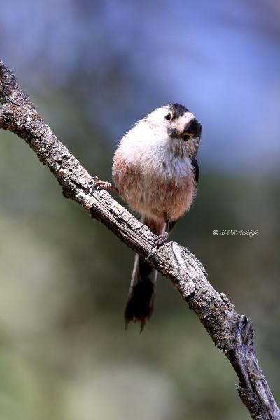 BR8A9608-Staartmees-Long-tailed-Tit-Schwanzmeise-Mesange-a-Longue-Queue-Mito_1
