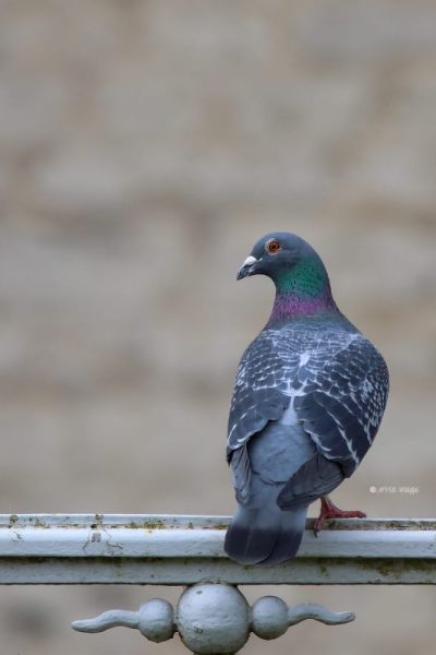B65A7828-Stadsduif-Feral-Pigeon-Stadttaube-Pigeon-des-Villes-Paloma-callejera_1