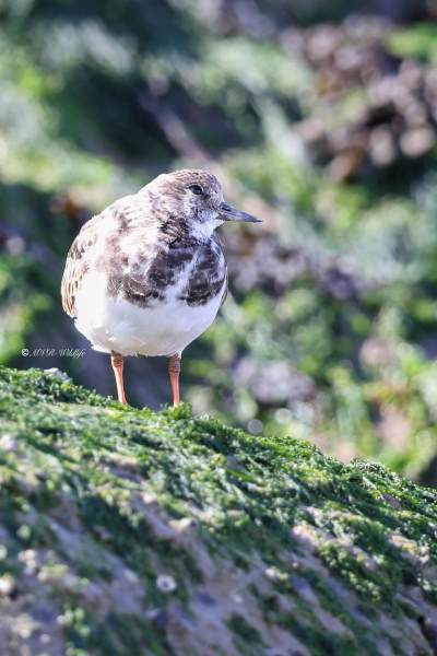 BR8A7540-Steenloper-Ruddy-Turnstone-Steinwalzer-Tournepierre-a-collier-Vuelvepiedras-comun_1
