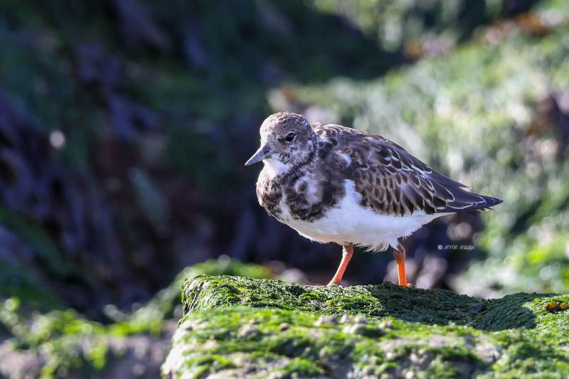 BR8A7546-Steenloper-Ruddy-Turnstone-Steinwalzer-Tournepierre-a-collier-Vuelvepiedras-comun_1