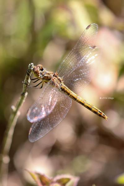 B65A1109-Steenrode-heidelibel-Sympetrum-Vulgatum-Moustached-Darter-Gemeine-Heidelibelle-Sympetrum-vulgaire_1