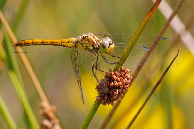 BR8A3908-Steenrode-heidelibel-Sympetrum-Vulgatum-Moustached-Darter-Gemeine-Heidelibelle-Sympetrum-vulgaire_1