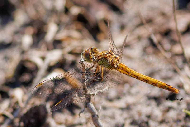 BR8A3997-Steenrode-heidelibel-Sympetrum-Vulgatum-Moustached-Darter-Gemeine-Heidelibelle-Sympetrum-vulgaire_1