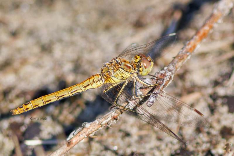 BR8A4002-Steenrode-heidelibel-Sympetrum-Vulgatum-Moustached-Darter-Gemeine-Heidelibelle-Sympetrum-vulgaire_1