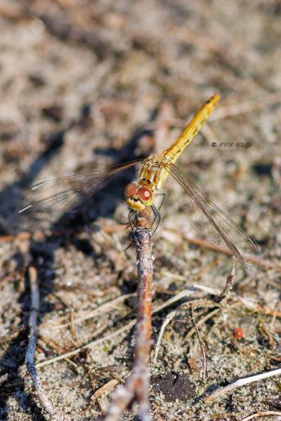 BR8A4008-Steenrode-heidelibel-Sympetrum-Vulgatum-Moustached-Darter-Gemeine-Heidelibelle-Sympetrum-vulgaire_1