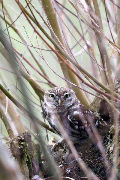 BR8A1889-Steenuil-Little-Owl-Steinkauz-Cheveche-dAthena-Mochuelo-europeo_1