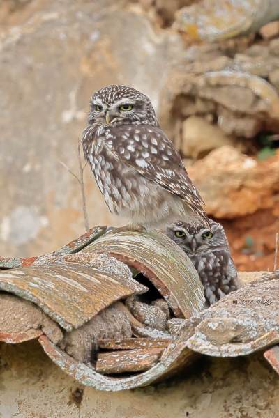 BR8A4289-Steenuil-Little-Owl-Steinkauz-Cheveche-dAthena-Mochuelo-europeo_1