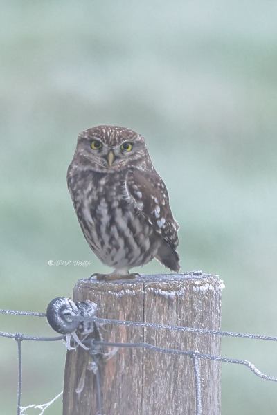 BR8A4806-Steenuil-Little-Owl-Steinkauz-Cheveche-dAthena-Mochuelo-europeo_1