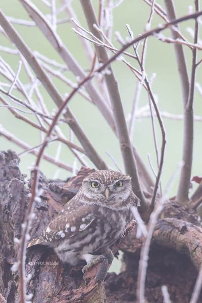 BR8A4843-Steenuil-Little-Owl-Steinkauz-Cheveche-dAthena-Mochuelo-europeo_1