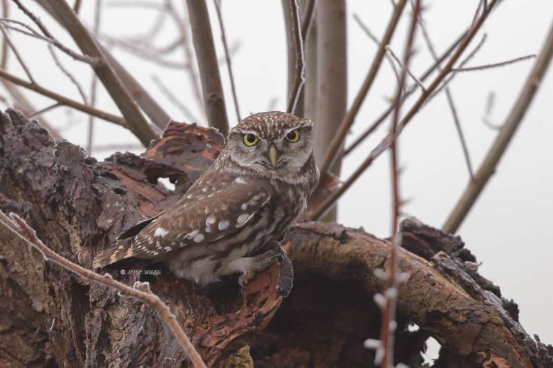 BR8A4859-Steenuil-Little-Owl-Steinkauz-Cheveche-dAthena-Mochuelo-europeo_1