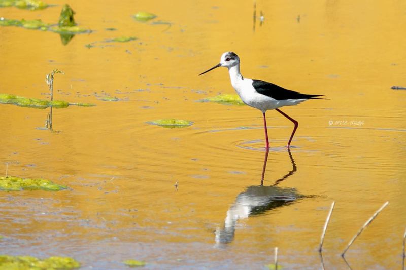 B65A1311-Steltkluut-Black-winged-Stilt-Stelzenlaufer-Echasse-blanche-Ciguenuela_1