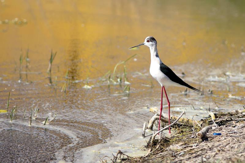 B65A1341-Steltkluut-Black-winged-Stilt-Stelzenlaufer-Echasse-blanche-Ciguenuela_1