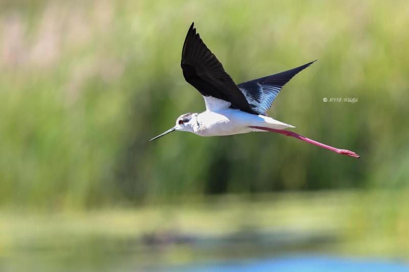 B65A1426-Steltkluut-Black-winged-Stilt-Stelzenlaufer-Echasse-blanche-Ciguenuela_1