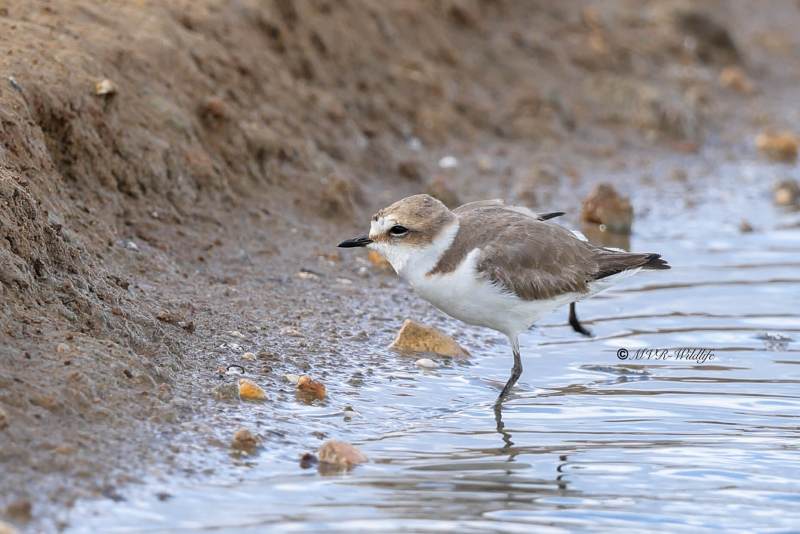 BR8A4463-Strandplevier-Anarhynchus-alexandrinus-Kentish-Plover-Seeregenpfeifer-Gravelot-a-collier-Chorlitejo-patinegro_1
