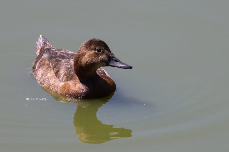 BR8A4766-Tafeleend-Aythya-ferina-Common-Pochard-Tafelente-Fuligule-milouin-Porron-europeo_1