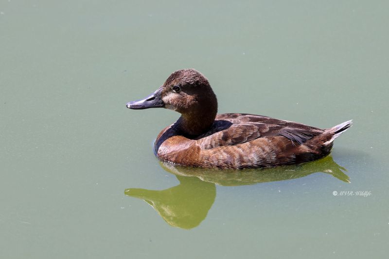 BR8A4785-Tafeleend-Aythya-ferina-Common-Pochard-Tafelente-Fuligule-milouin-Porron-europeo_1