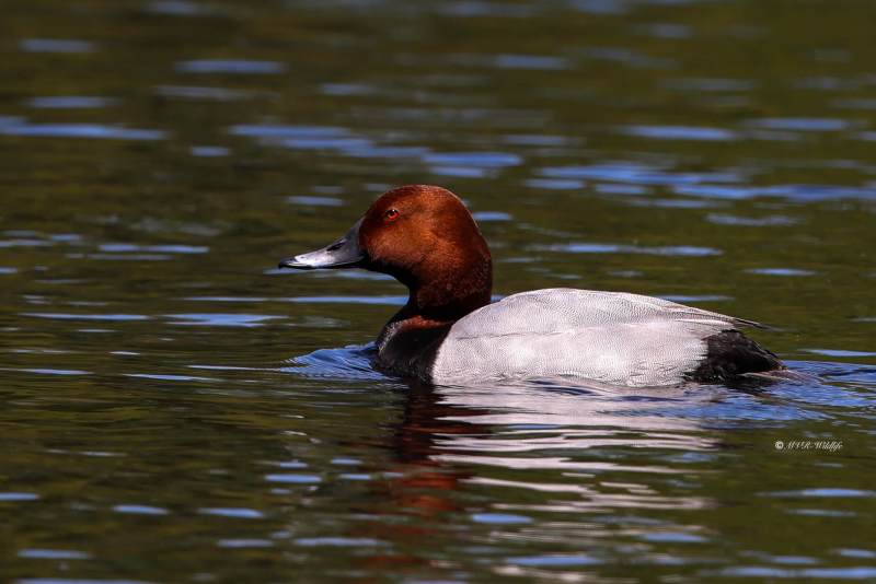 BR8A5790-Tafeleend-Aythya-ferina-Common-Pochard-Tafelente-Fuligule-milouin-Porron-europeo_1