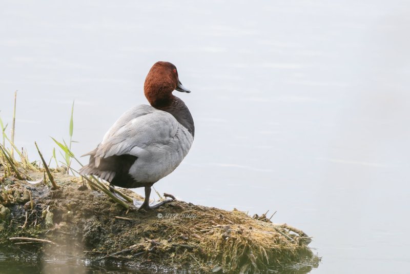 BR8A7574-Tafeleend-Aythya-ferina-Common-Pochard-Tafelente-Fuligule-milouin-Porron-europeo_1
