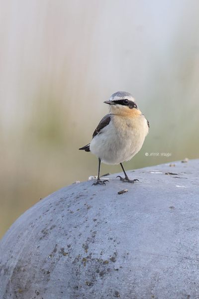 BR8A0032-Tapuit-Northern-Wheatear-Steinschmatzer-Traquet-motteux-Collalba-gris_1