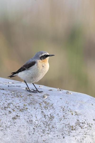 BR8A0047-Tapuit-Northern-Wheatear-Steinschmatzer-Traquet-motteux-Collalba-gris_1