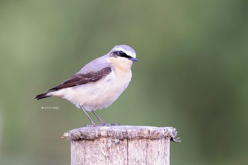 BR8A0195-Tapuit-Northern-Wheatear-Steinschmatzer-Traquet-motteux-Collalba-gris_1