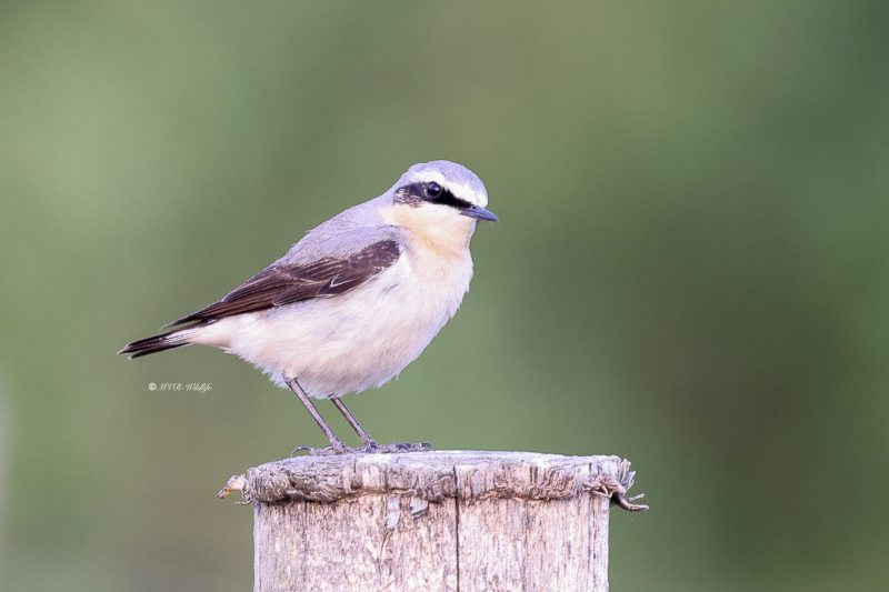 BR8A0195-Tapuit-Northern-Wheatear-Steinschmatzer-Traquet-motteux-Collalba-gris_1