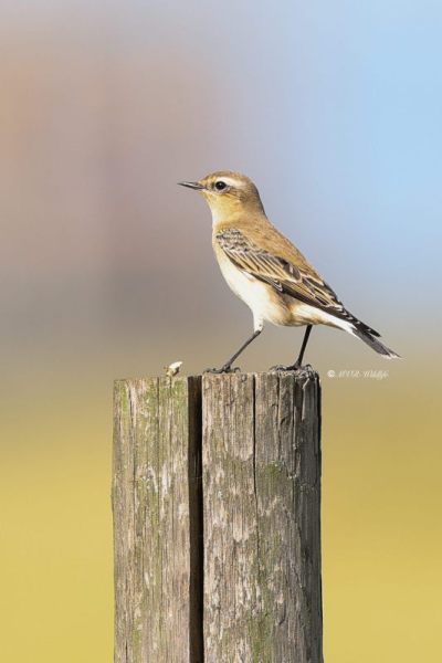 BR8A7302-Tapuit-Northern-Wheatear-Steinschmatzer-Traquet-motteux-Collalba-gris_1