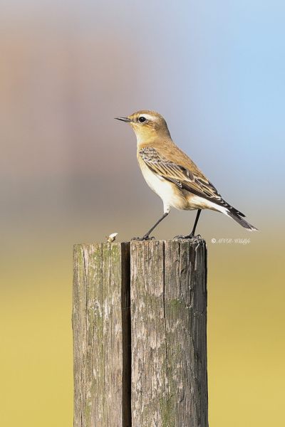 BR8A7302-Tapuit-Northern-Wheatear-Steinschmatzer-Traquet-motteux-Collalba-gris_1