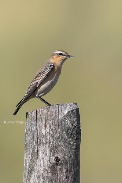 BR8A7335-Tapuit-Northern-Wheatear-Steinschmatzer-Traquet-motteux-Collalba-gris_1