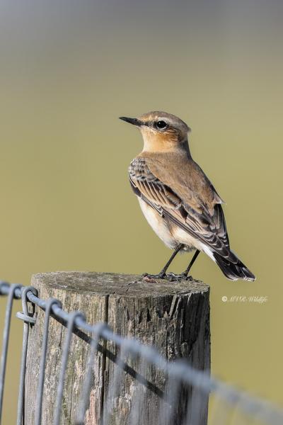 BR8A7576-Tapuit-Northern-Wheatear-Steinschmatzer-Traquet-motteux-Collalba-gris_1