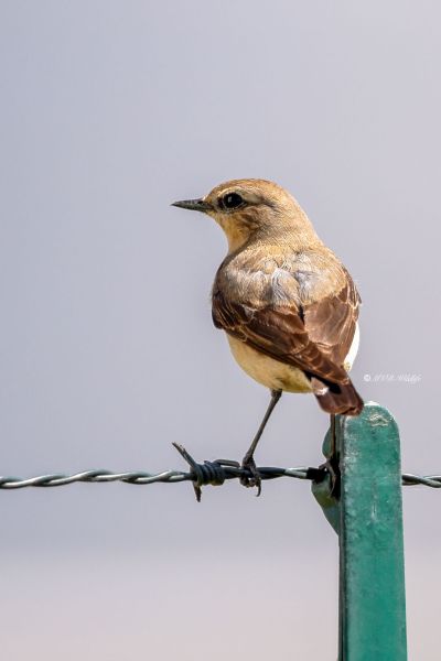 BR8A9613-Tapuit-Northern-Wheatear-Steinschmatzer-Traquet-motteux-Collalba-gris_1