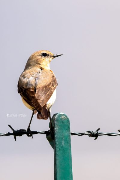 BR8A9622-Tapuit-Northern-Wheatear-Steinschmatzer-Traquet-motteux-Collalba-gris_1