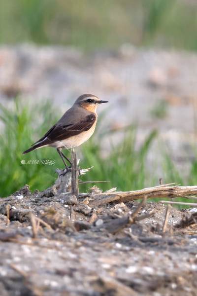 BR8A9865-Tapuit-Northern-Wheatear-Steinschmatzer-Traquet-motteux-Collalba-gris_1