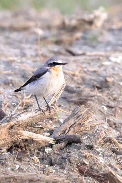 BR8A9903-Tapuit-Northern-Wheatear-Steinschmatzer-Traquet-motteux-Collalba-gris_1