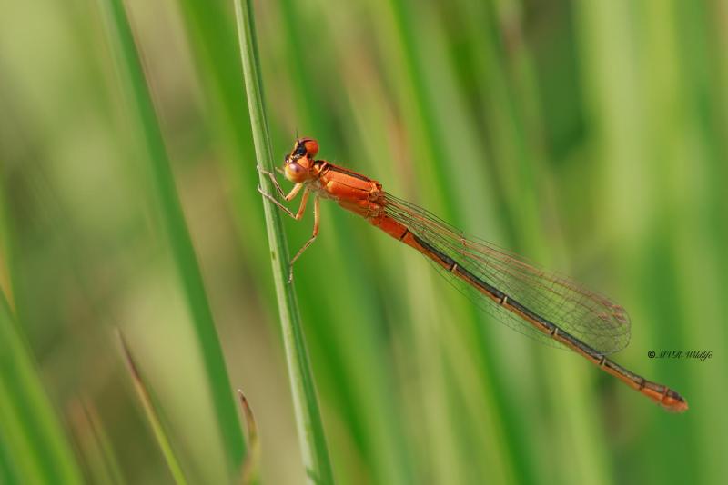 BR8A3430-Tengere-Grasjuffer-Ischnura-pumilio-Scarce-Blue-tailed-Kleine-Pechlibelle-Agrion-nain_1