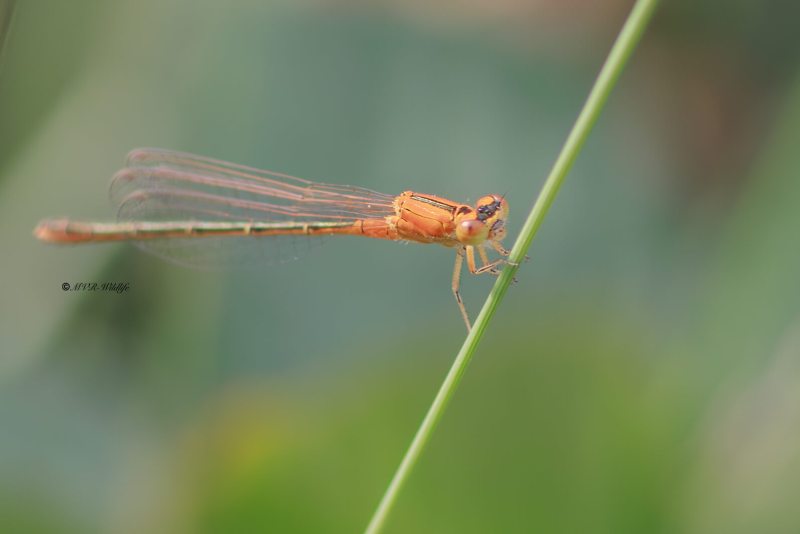 BR8A3433-Tengere-Grasjuffer-Ischnura-pumilio-Scarce-Blue-tailed-Kleine-Pechlibelle-Agrion-nain_1