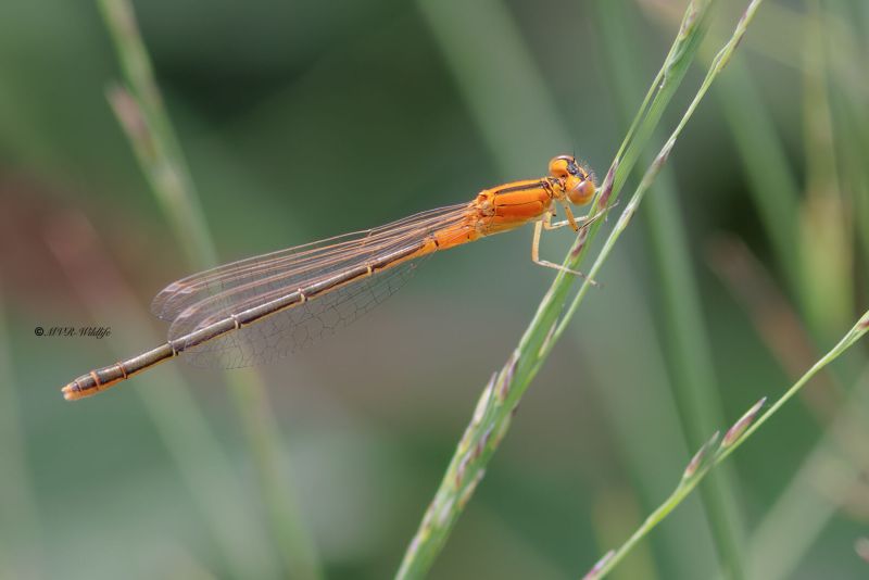 BR8A3437-Tengere-Grasjuffer-Ischnura-pumilio-Scarce-Blue-tailed-Kleine-Pechlibelle-Agrion-nain_1