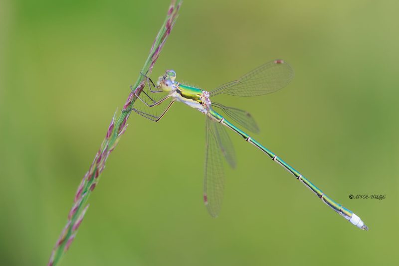 BR8A3563-Tengere-Pantserjuffer-Lestes-virens-Small-Spreadwing-Kleine-Binsenjungfer-Leste-verdoyant_1