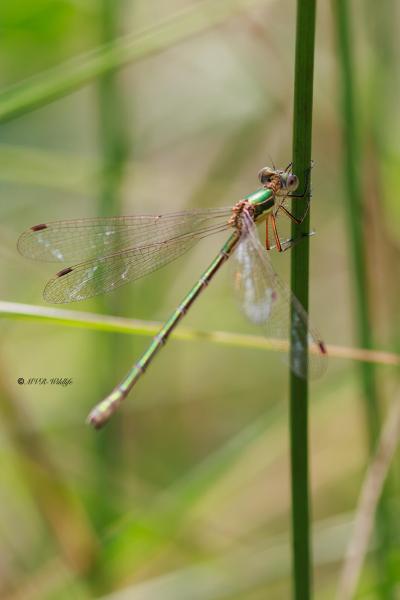 BR8A3571-Tengere-Pantserjuffer-Lestes-virens-Small-Spreadwing-Kleine-Binsenjungfer-Leste-verdoyant_1