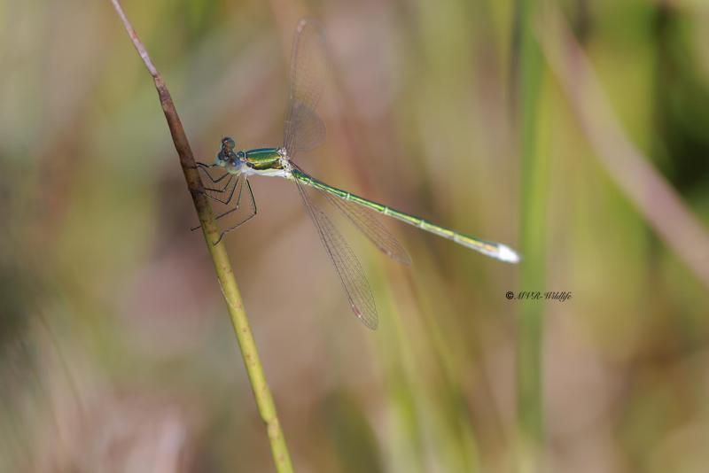 BR8A3735-Tengere-Pantserjuffer-Lestes-virens-Small-Spreadwing-Kleine-Binsenjungfer-Leste-verdoyant_1
