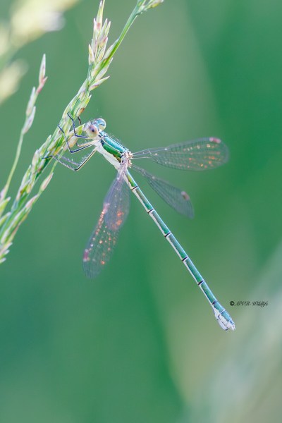 BR8A4035-Tengere-Pantserjuffer-Lestes-virens-Small-Spreadwing-Kleine-Binsenjungfer-Leste-verdoyant_1