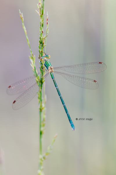 BR8A4038-Tengere-Pantserjuffer-Lestes-virens-Small-Spreadwing-Kleine-Binsenjungfer-Leste-verdoyant_1